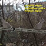 Grlice na anteni (14.3.2026)